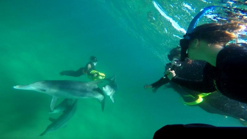 Have you ever dreamed of swimming with wild dolphins?With over 25 years of experience & friendship built up with local dolphins, we offer visitors a unique opportunity to interact with these creatures